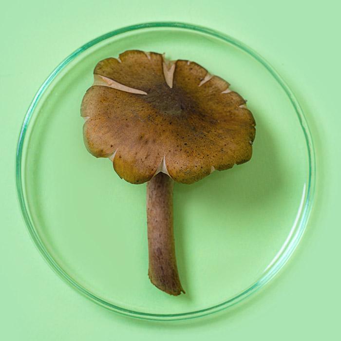mushroom-skincare-thumbnail