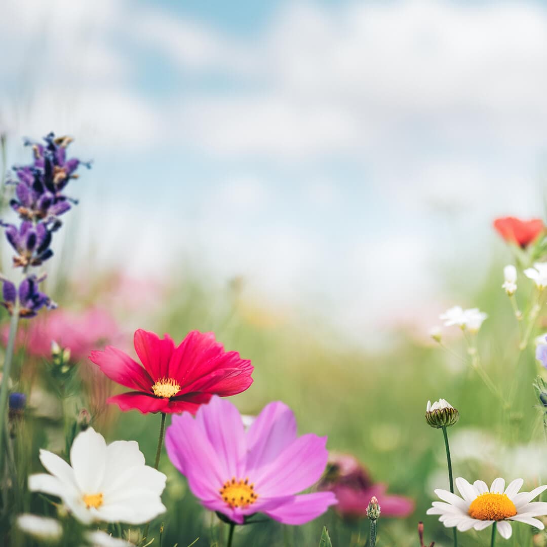 A photo of colorful flowers overlooking the meadow