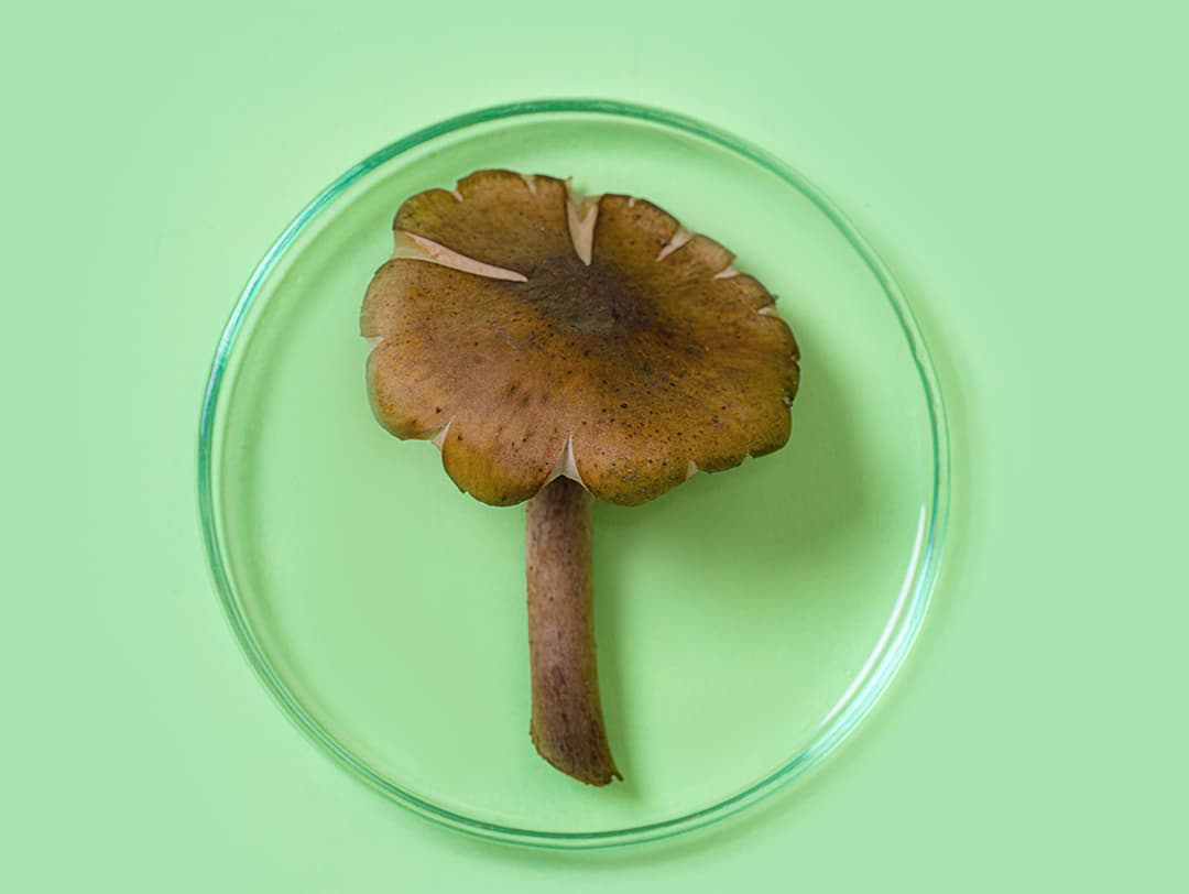 mushroom-skincare-header